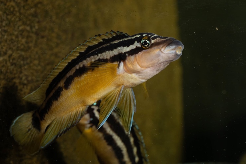 Julidochromis sp. 'ornatus uvira' Uvira